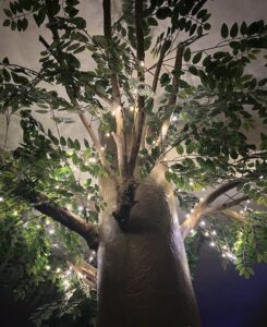 Salon avec arbre décoratif éclairé ambiance Maison Cabane à Cholet